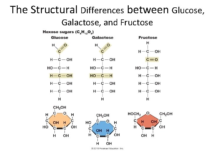 The Structural Differences between Glucose, Galactose, and Fructose 