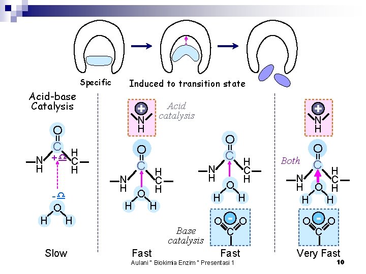 Specific Induced to transition state + N H O C H = O C