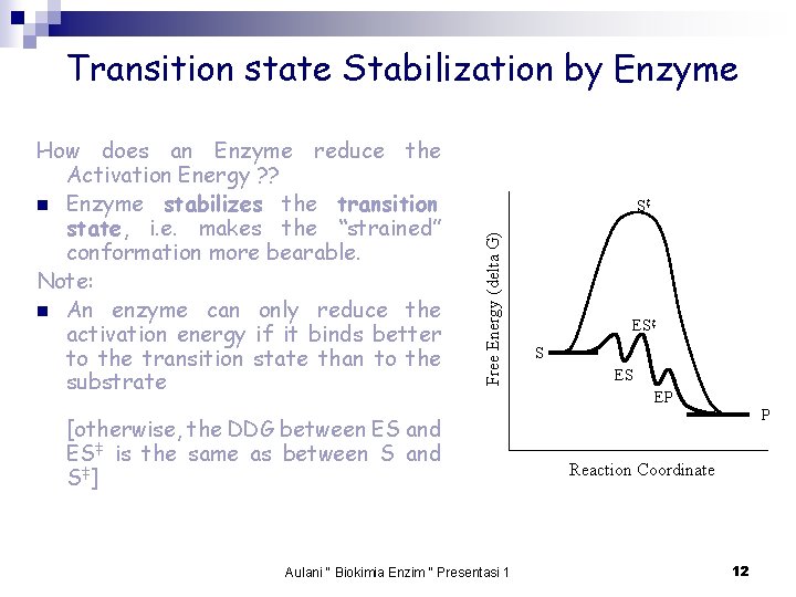 Transition state Stabilization by Enzyme S‡ Free Energy (delta G) How does an Enzyme