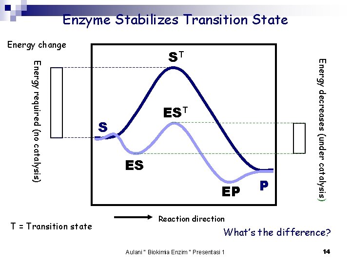 Enzyme Stabilizes Transition State Energy change EST S ES EP P Energy decreases (under
