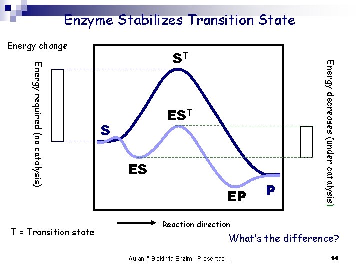 Enzyme Stabilizes Transition State Energy change EST S ES EP P Energy decreases (under