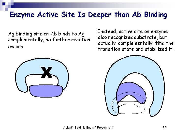 Enzyme Active Site Is Deeper than Ab Binding Ag binding site on Ab binds