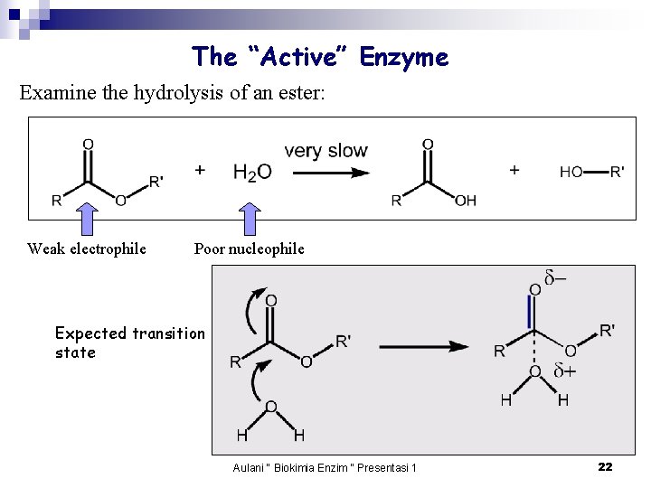 The “Active” Enzyme Examine the hydrolysis of an ester: Weak electrophile Poor nucleophile Expected