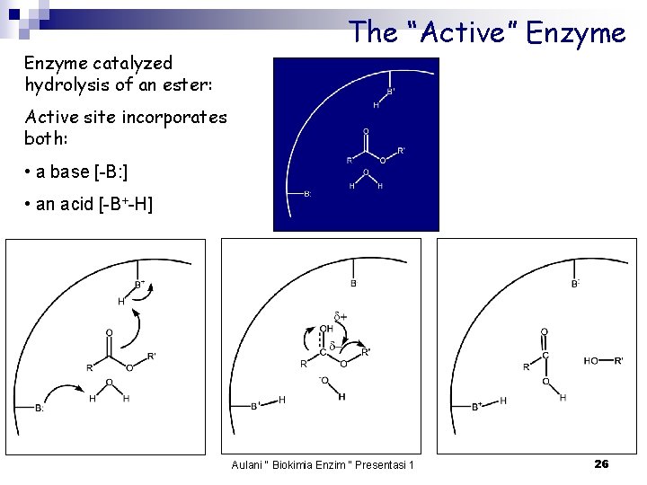 Enzyme catalyzed hydrolysis of an ester: The “Active” Enzyme Active site incorporates both: •