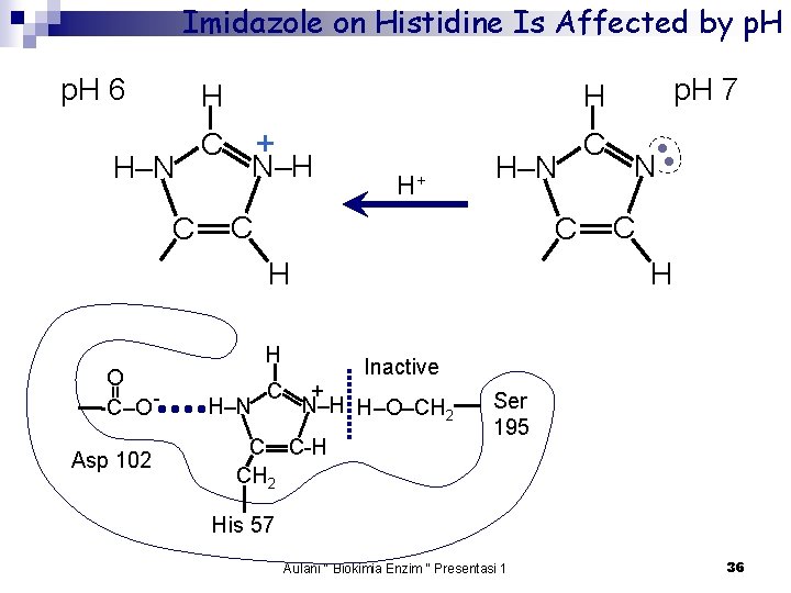 Imidazole on Histidine Is Affected by p. H 6 H H–N C C +