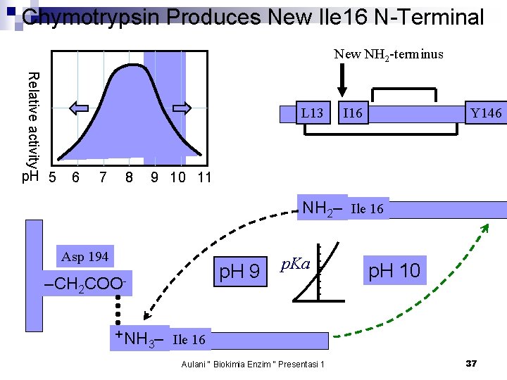 Chymotrypsin Produces New Ile 16 N-Terminal New NH 2 -terminus Relative activity L 13