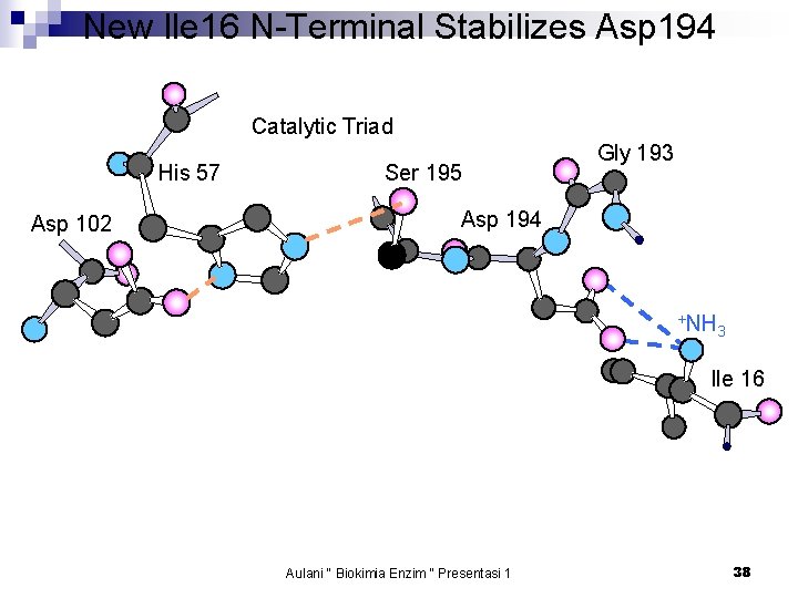 New Ile 16 N-Terminal Stabilizes Asp 194 Catalytic Triad His 57 Asp 102 Ser