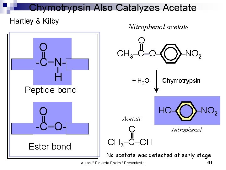 Chymotrypsin Also Catalyzes Acetate Hartley & Kilby O -C NH Peptide bond O -C