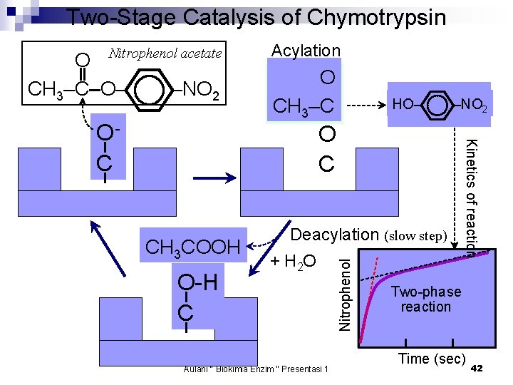 Two-Stage Catalysis of Chymotrypsin Nitrophenol acetate –NO 2 HO– –NO 2 O C CH