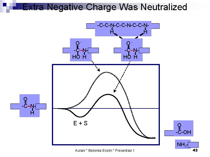 Extra Negative Charge Was Neutralized -C-C-N-C-C-NH H O-C NHO H O -C NH E+S