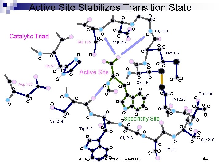 Active Site Stabilizes Transition State Gly 193 Catalytic Triad Ser 195 Asp 194 Met