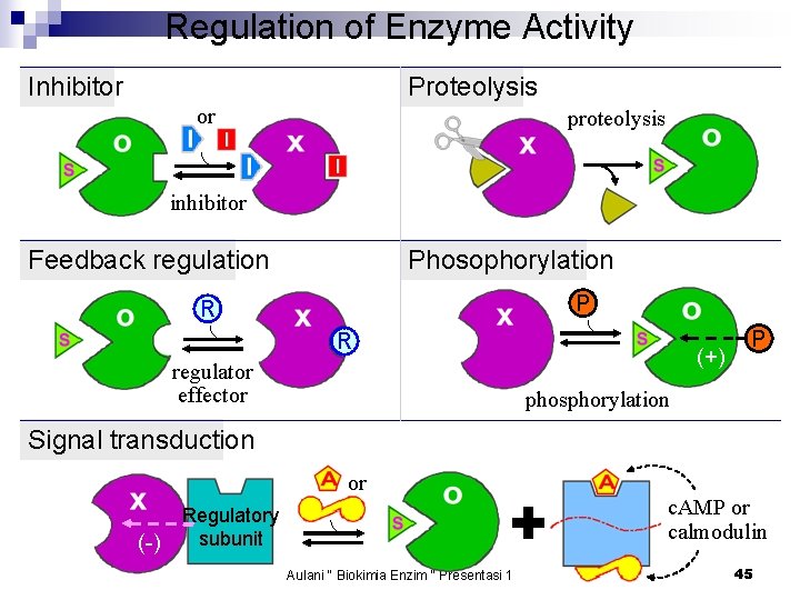 Regulation of Enzyme Activity Inhibitor Proteolysis or proteolysis inhibitor Feedback regulation Phosophorylation P R