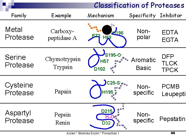 Classification of Proteases Family Metal Protease Serine Protease Cysteine Protease Aspartyl Protease Example Carboxypeptidase