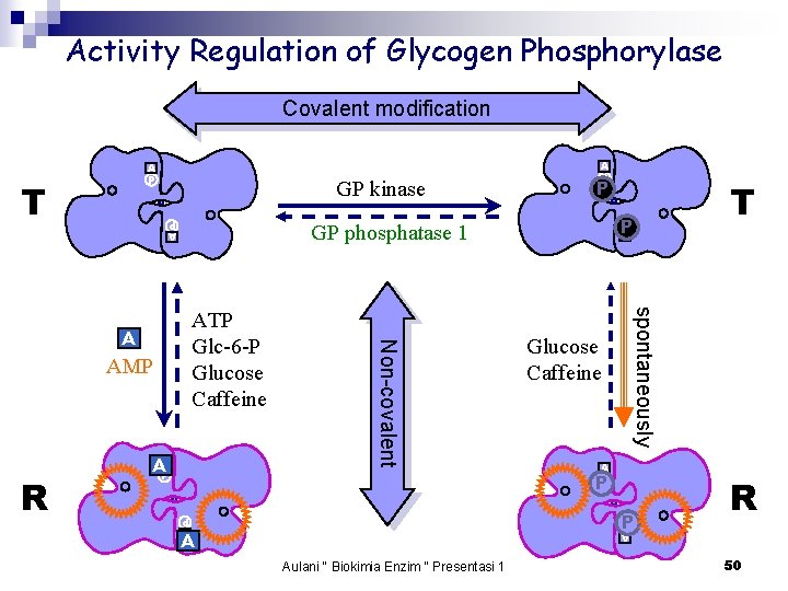 Activity Regulation of Glycogen Phosphorylase Covalent modification P A P GP phosphatase 1 AAP