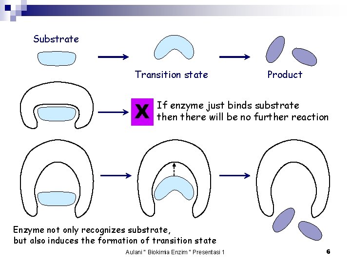 Substrate Transition state X Product If enzyme just binds substrate then there will be