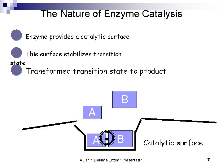 The Nature of Enzyme Catalysis ● Enzyme provides a catalytic surface ● This surface