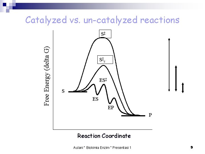 Catalyzed vs. un-catalyzed reactions Free Energy (delta G) S‡ S‡ c ES‡ S ES