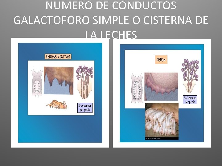 NUMERO DE CONDUCTOS GALACTOFORO SIMPLE O CISTERNA DE LA LECHES 