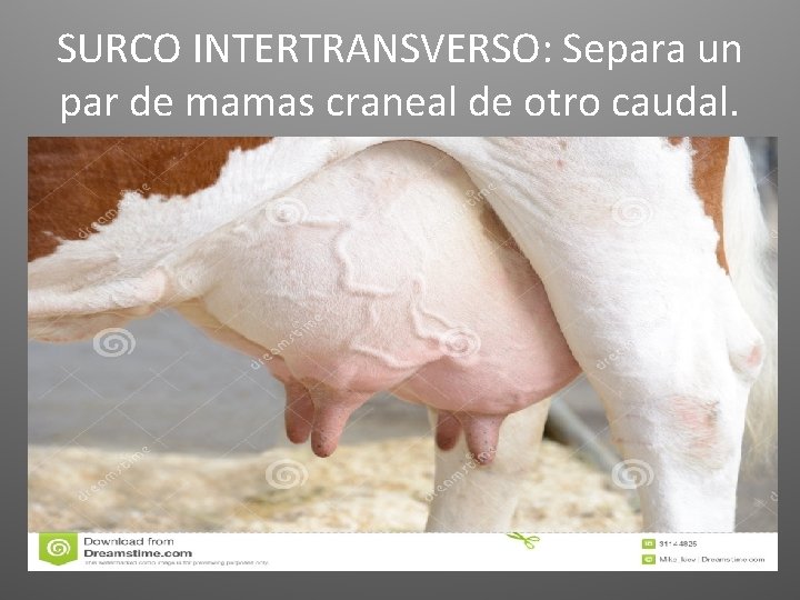 SURCO INTERTRANSVERSO: Separa un par de mamas craneal de otro caudal. 