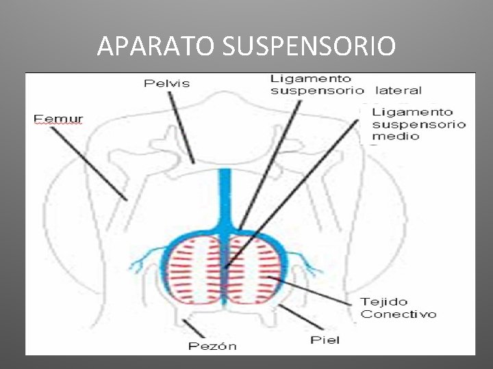 APARATO SUSPENSORIO 