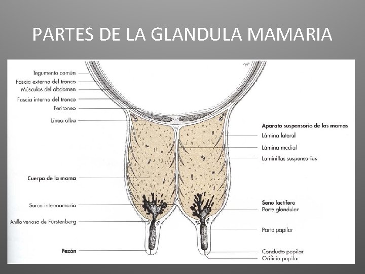 PARTES DE LA GLANDULA MAMARIA 