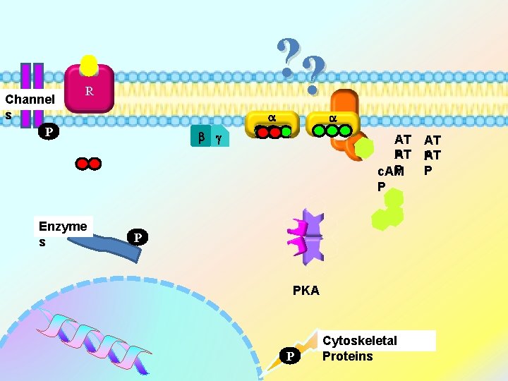 Channel s P ? ? R Enzyme s g E AT AT P P