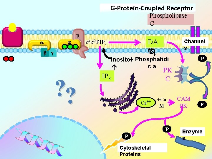 G-Protein-Coupled Receptor Phospholipase C E DA G PIP 2 g Channel s P Inositol