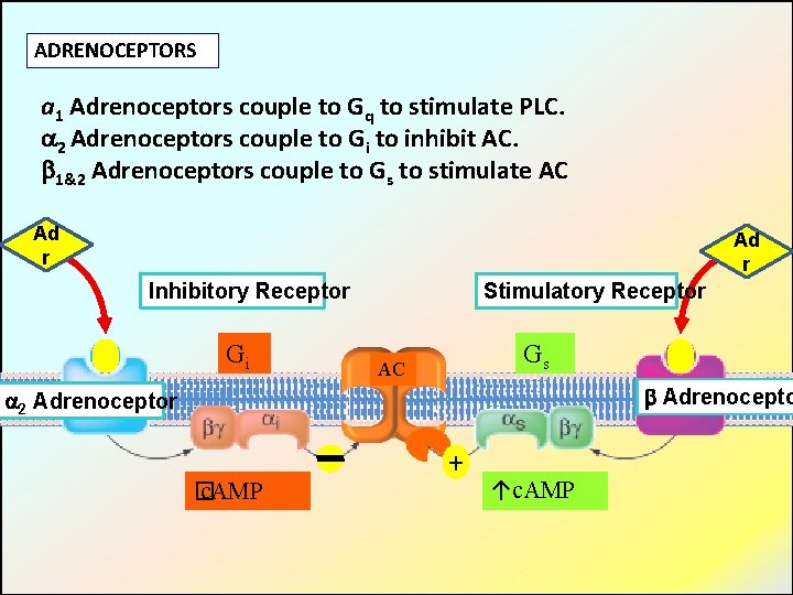 ADRENOCEPTORS a 1 Adrenoceptors couple to Gq to stimulate PLC. 2 Adrenoceptors couple to