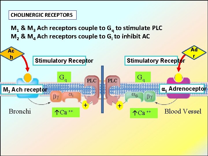 CHOLINERGIC RECEPTORS M 1 & M 3 Ach receptors couple to Gq to stimulate