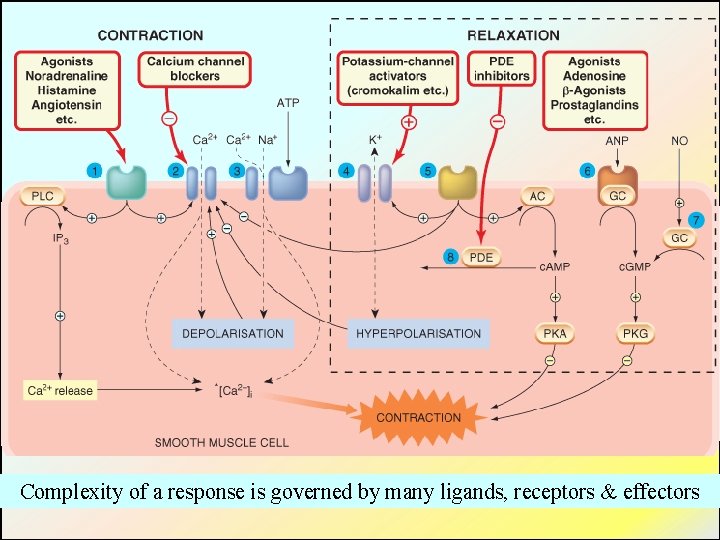 Complexity of a response is governed by many ligands, receptors & effectors 