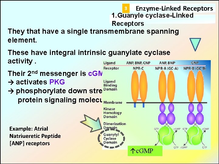 3 Enzyme-Linked Receptors 1. Guanyle cyclase-Linked Receptors They that have a single transmembrane spanning