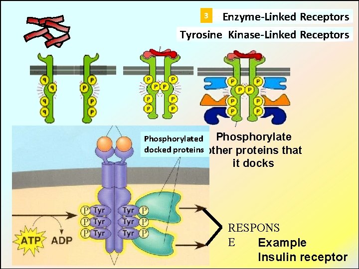 3 Enzyme-Linked Receptors Tyrosine Kinase-Linked Receptors Ligands dimerize receptors Activated Phosphorylate docked proteins other