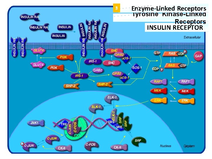 Non activated Insulin Receptor 3 Activated Insulin Receptor Enzyme-Linked Receptors Tyrosine Kinase-Linked Receptors INSULIN