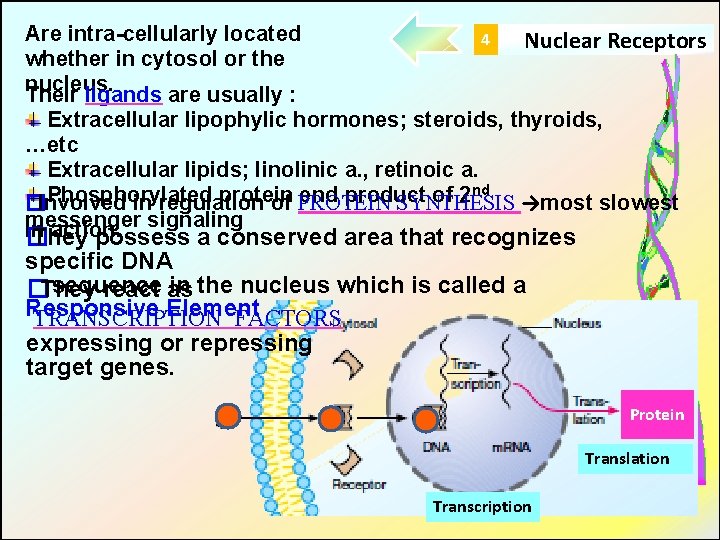 Are intra-cellularly located 4 Nuclear Receptors whether in cytosol or the nucleus. Their ligands