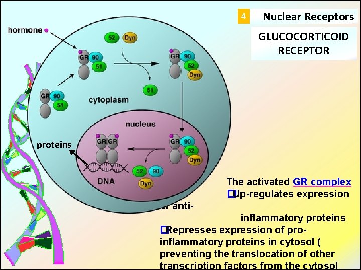 4 Nuclear Receptors GLUCOCORTICOID RECEPTOR proteins The activated GR complex �Up-regulates expression of antiinflammatory
