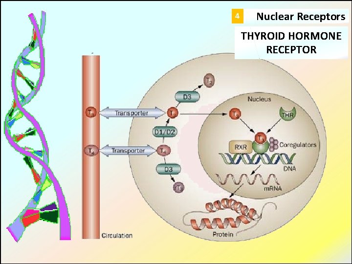 4 Nuclear Receptors THYROID HORMONE RECEPTOR 