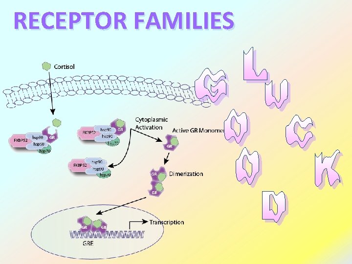 RECEPTOR FAMILIES 