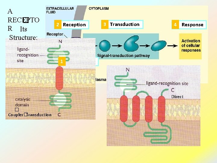 A RECEPTO � R Its Structure: 2 2. Reception 3. Transduction 3 4 4.