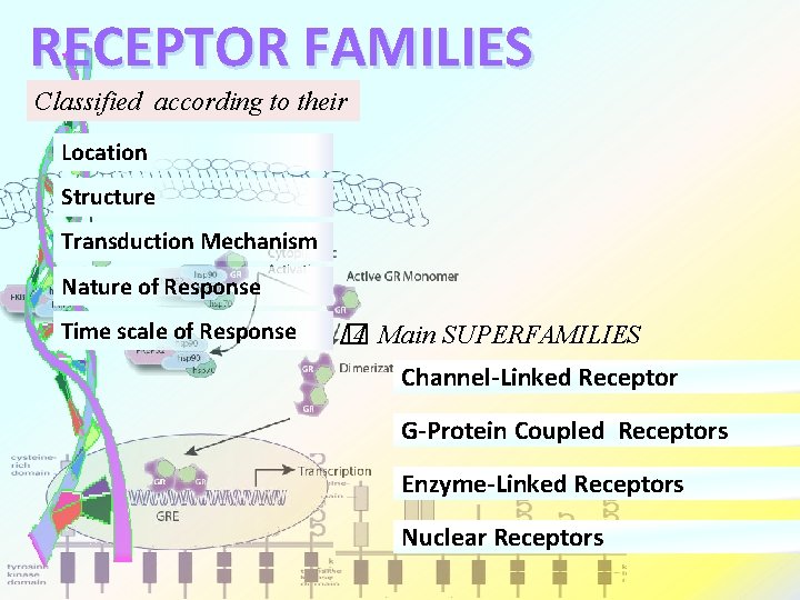 RECEPTOR FAMILIES Classified according to their Location Structure Transduction Mechanism Nature of Response Time