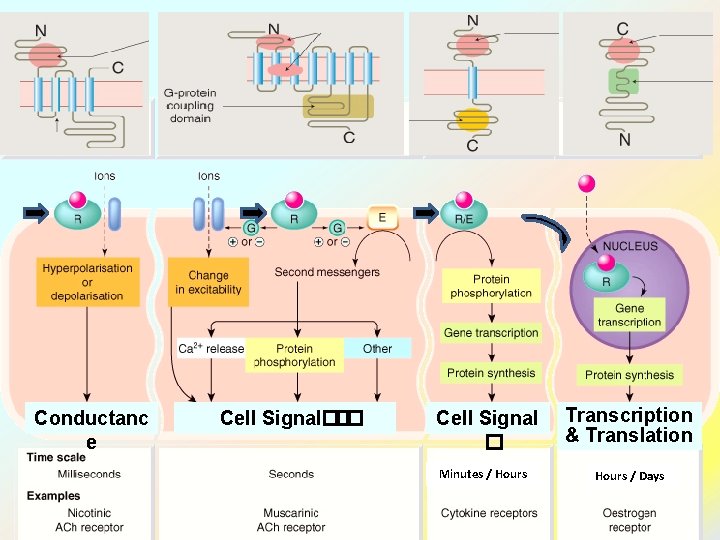 1 Conductanc e 2 3 4 Cell Signal��� Cell Signal � Transcription & Translation