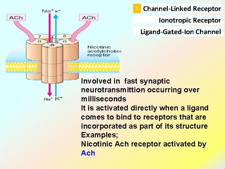 1 Channel-Linked Receptor Ionotropic Receptor Ligand-Gated-Ion Channel Involved in fast synaptic neurotransmittion occurring over