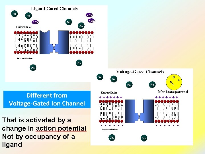 Different from Voltage-Gated Ion Channel That is activated by a change in action potential