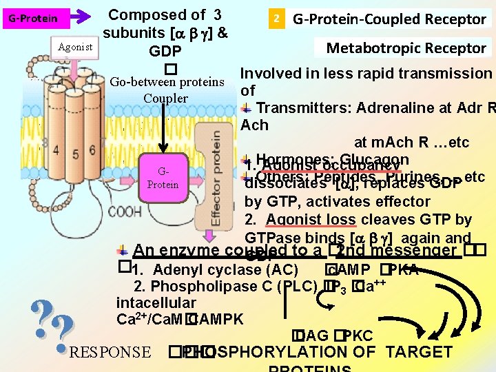 G-Protein Agonist ? ? Composed of 3 2 G-Protein-Coupled Receptor subunits [ g] &