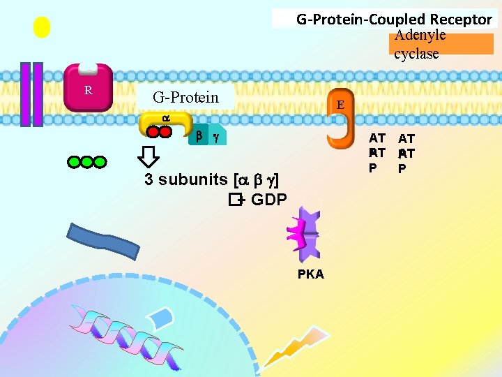 G-Protein-Coupled Receptor Adenyle cyclase R G-Protein E g AT AT P P 3 subunits