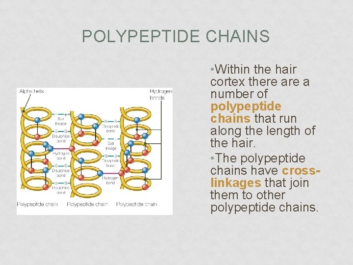 POLYPEPTIDE CHAINS • Within the hair cortex there a number of polypeptide chains that