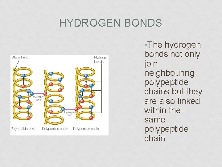 HYDROGEN BONDS • The hydrogen bonds not only join neighbouring polypeptide chains but they