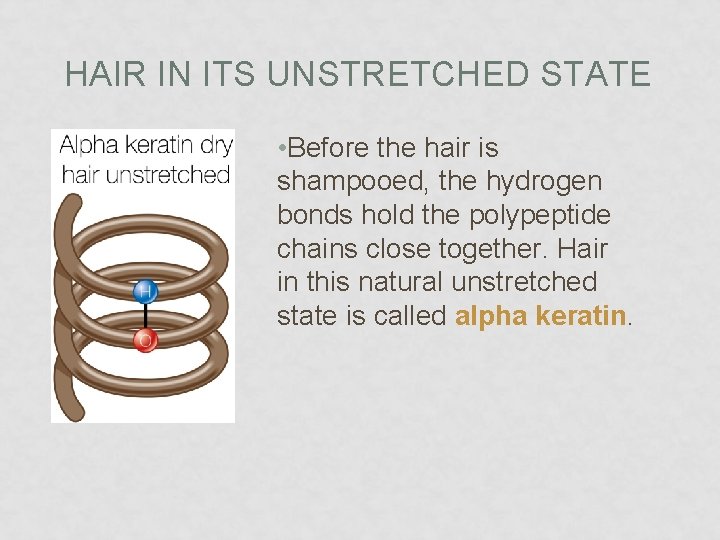 HAIR IN ITS UNSTRETCHED STATE • Before the hair is shampooed, the hydrogen bonds