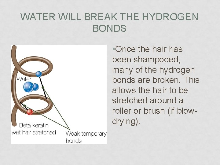 WATER WILL BREAK THE HYDROGEN BONDS • Once the hair has been shampooed, many