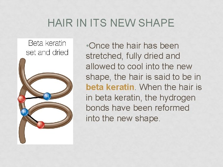 HAIR IN ITS NEW SHAPE • Once the hair has been stretched, fully dried