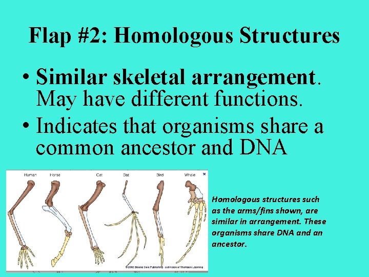 Flap #2: Homologous Structures • Similar skeletal arrangement. May have different functions. • Indicates